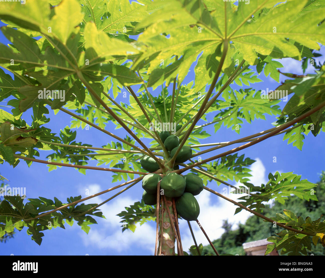 Papaya-Pflanze, Oahu, Hawaii, Vereinigte Staaten von Amerika Stockfoto