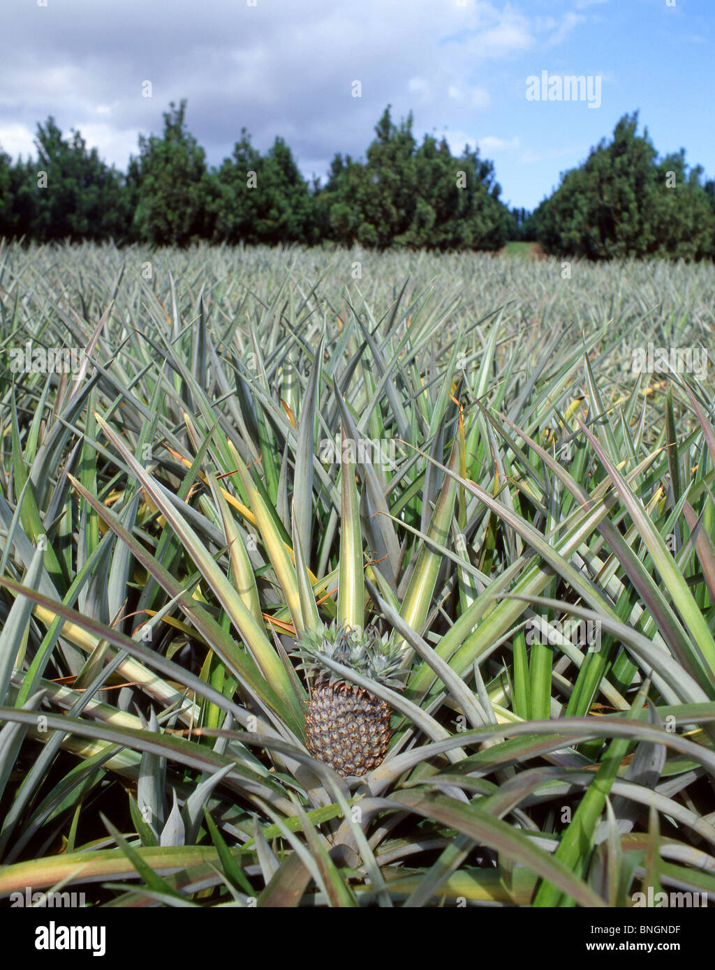 Ananas-Plantage, Oahu, Hawaii, Vereinigte Staaten von Amerika Stockfoto