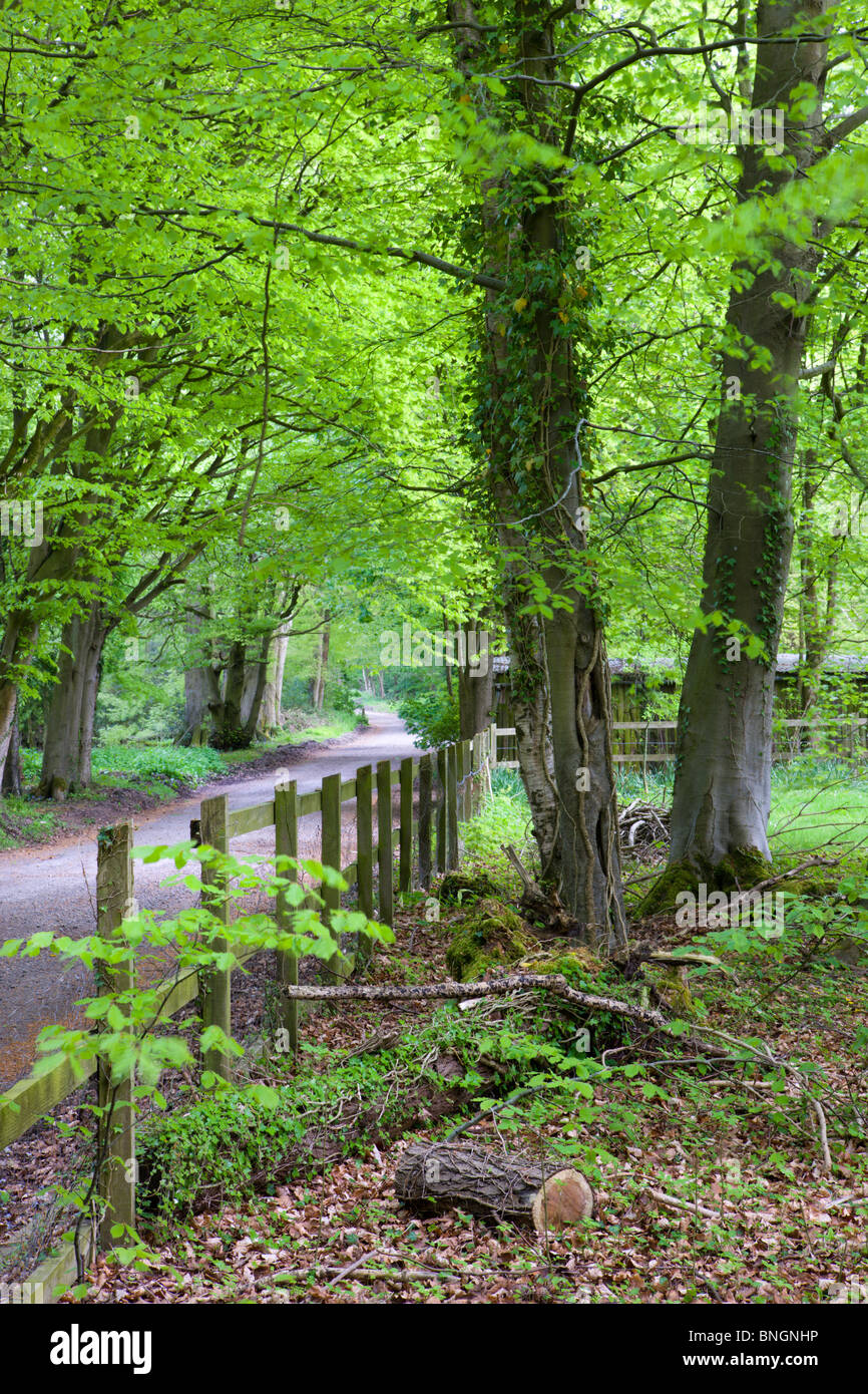 Vorsprung durch grünen Laubwald am Savernake Forest, Marlborough, Wiltshire, England zu verfolgen. Frühjahr 2009 (Mai). Stockfoto