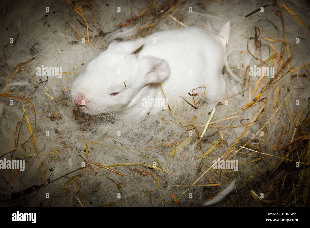 Neugeborenen weißes Kaninchen im Stroh. Stockfoto