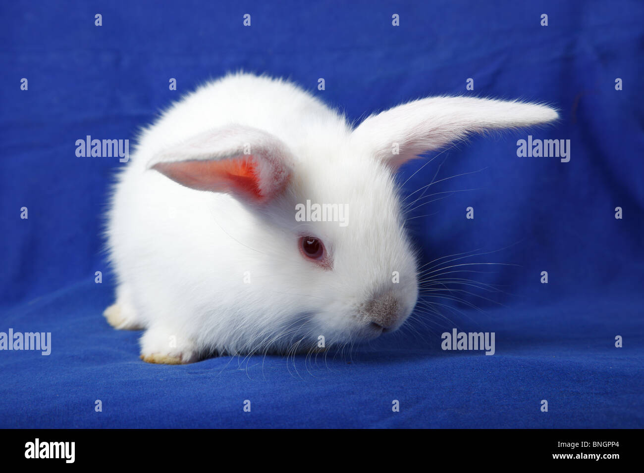 Kaninchen im Studio vor einem blauen Hintergrund. Stockfoto