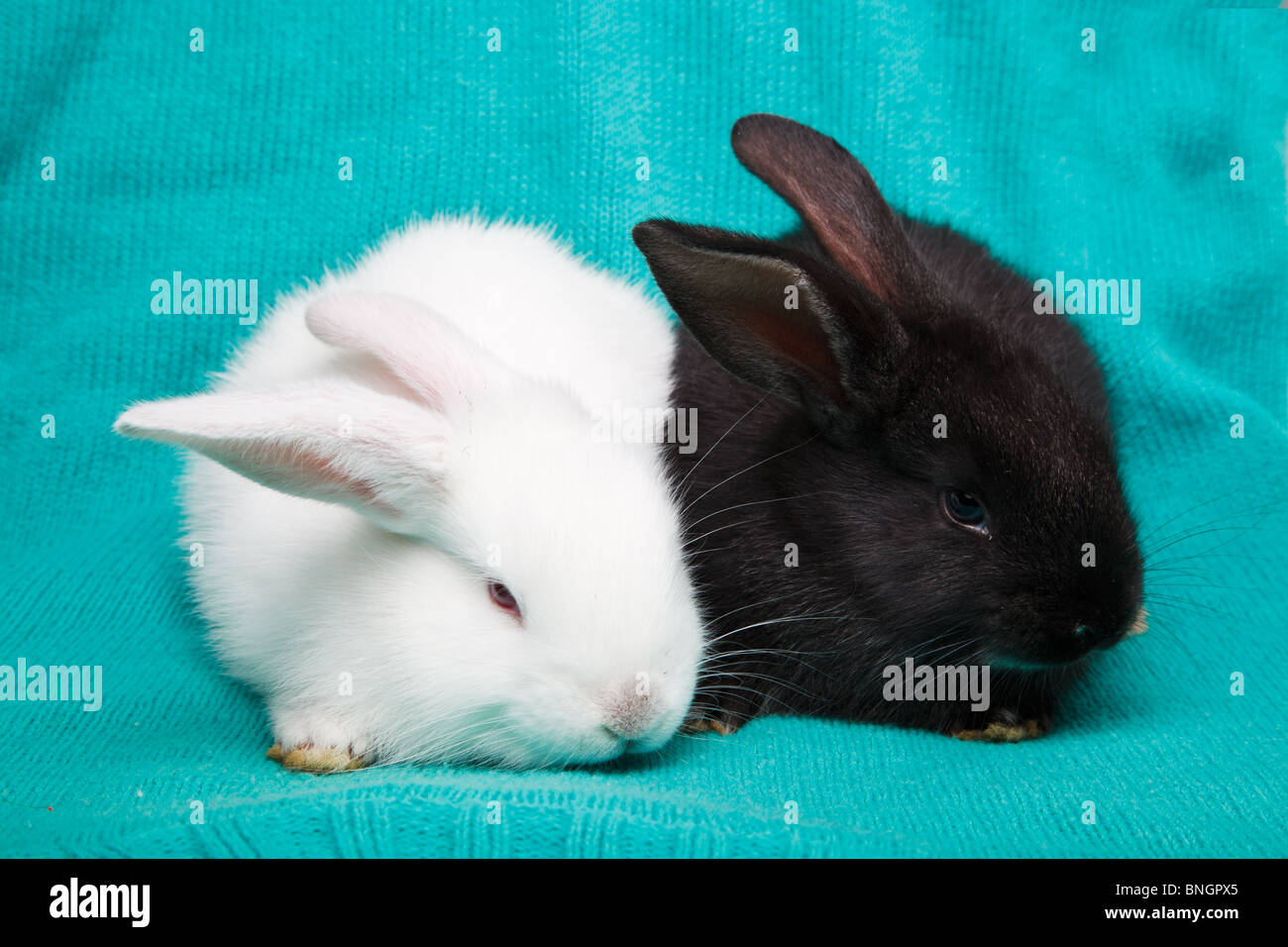 Kaninchen im Studio vor einem grünen Hintergrund. Stockfoto
