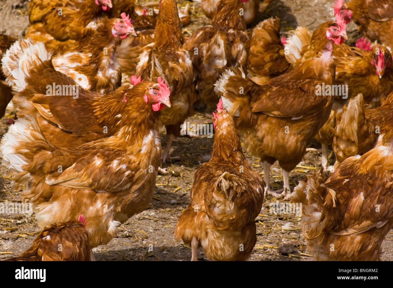 Bovens Goldline Huhn Hühner in Freilandhaltung Stockfoto