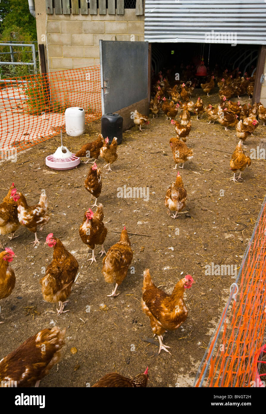 Eine Herde von Bovens Goldline Huhn Hühner in Freilandhaltung Stockfoto