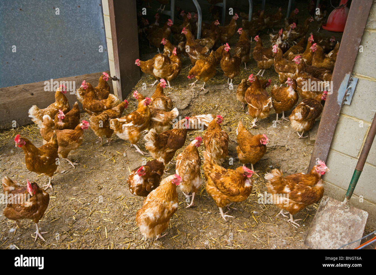 Eine Herde von Bovens Goldline Huhn Hühner in Freilandhaltung Stockfoto
