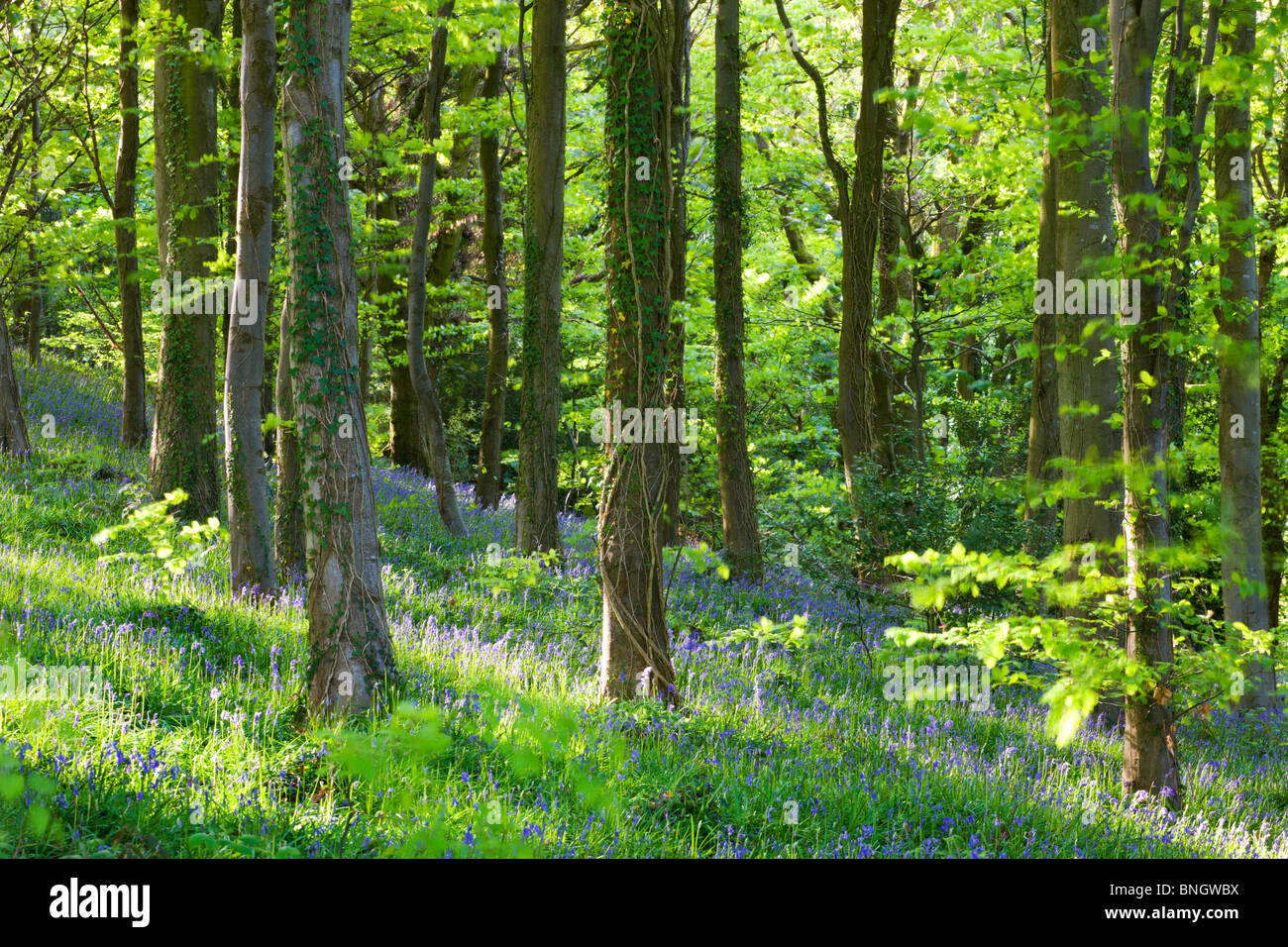 Gemeinsamen Glockenblumen (Hyacinthoides non-Scripta) wächst in Coed Cefn Wald, Brecon Beacons National Park, Powys, Wales. Stockfoto