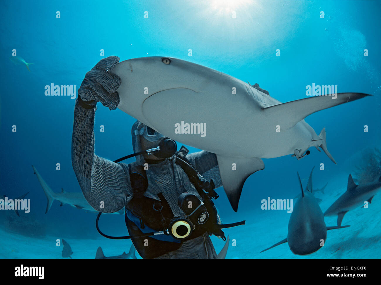 Hai-Handler karibischen Riffhai (Carcharhinus Perezi) in hypnotische Trance zu halten. Stockfoto