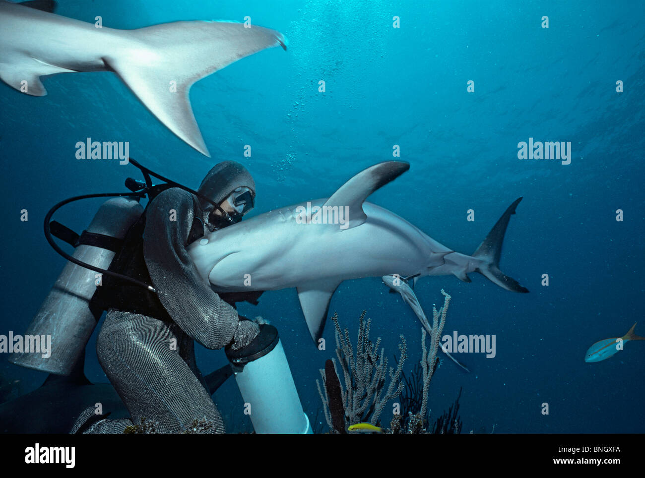 Hai-Handler Fütterung karibischen Riffhai (Carcharhinus Perezi), Bahamas - Karibik. Stockfoto