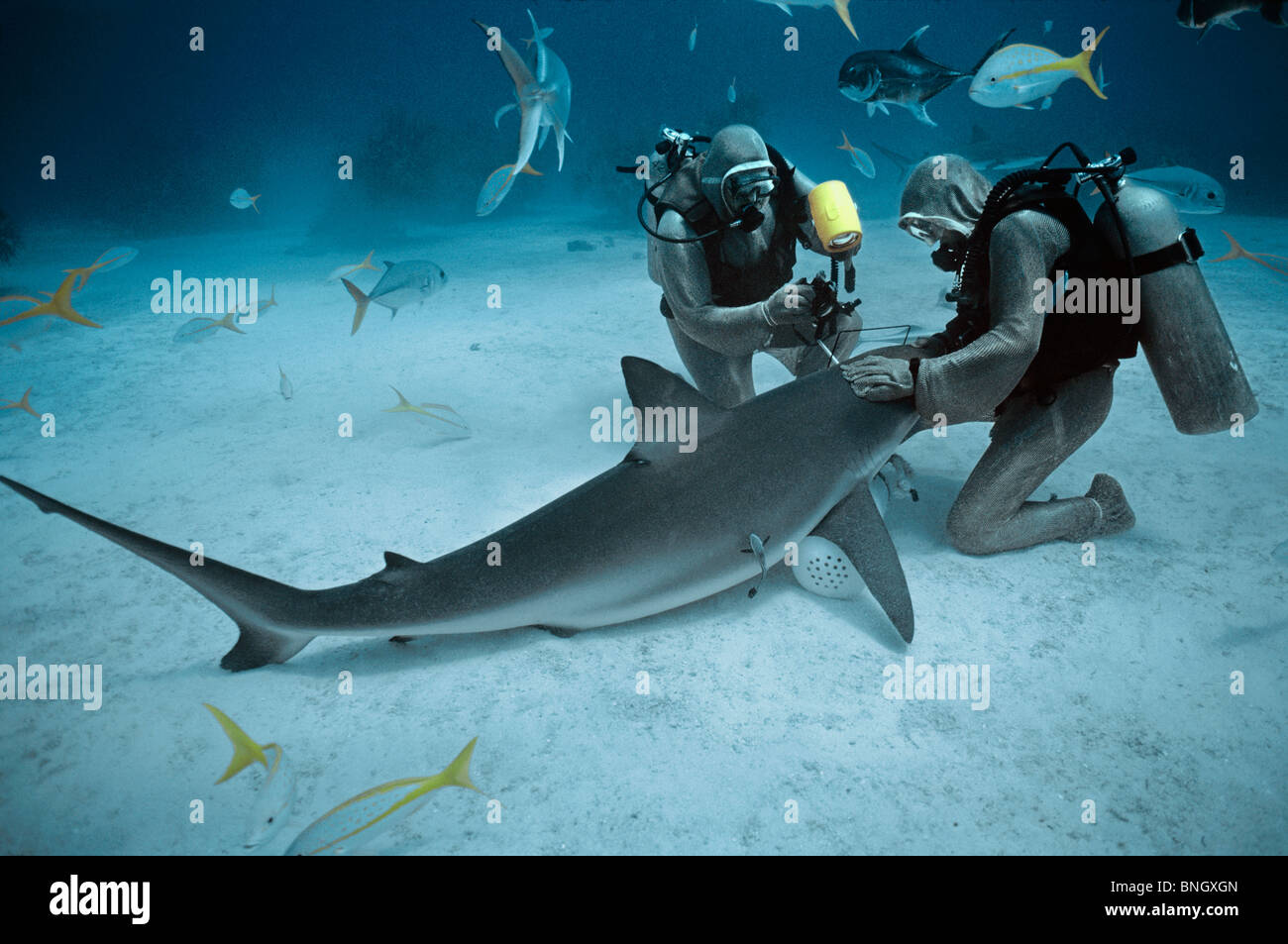 Fotografen fotografieren Auge des karibischen Riffhai (Carcharhinus Perezi), Bahamas - Karibik. Stockfoto