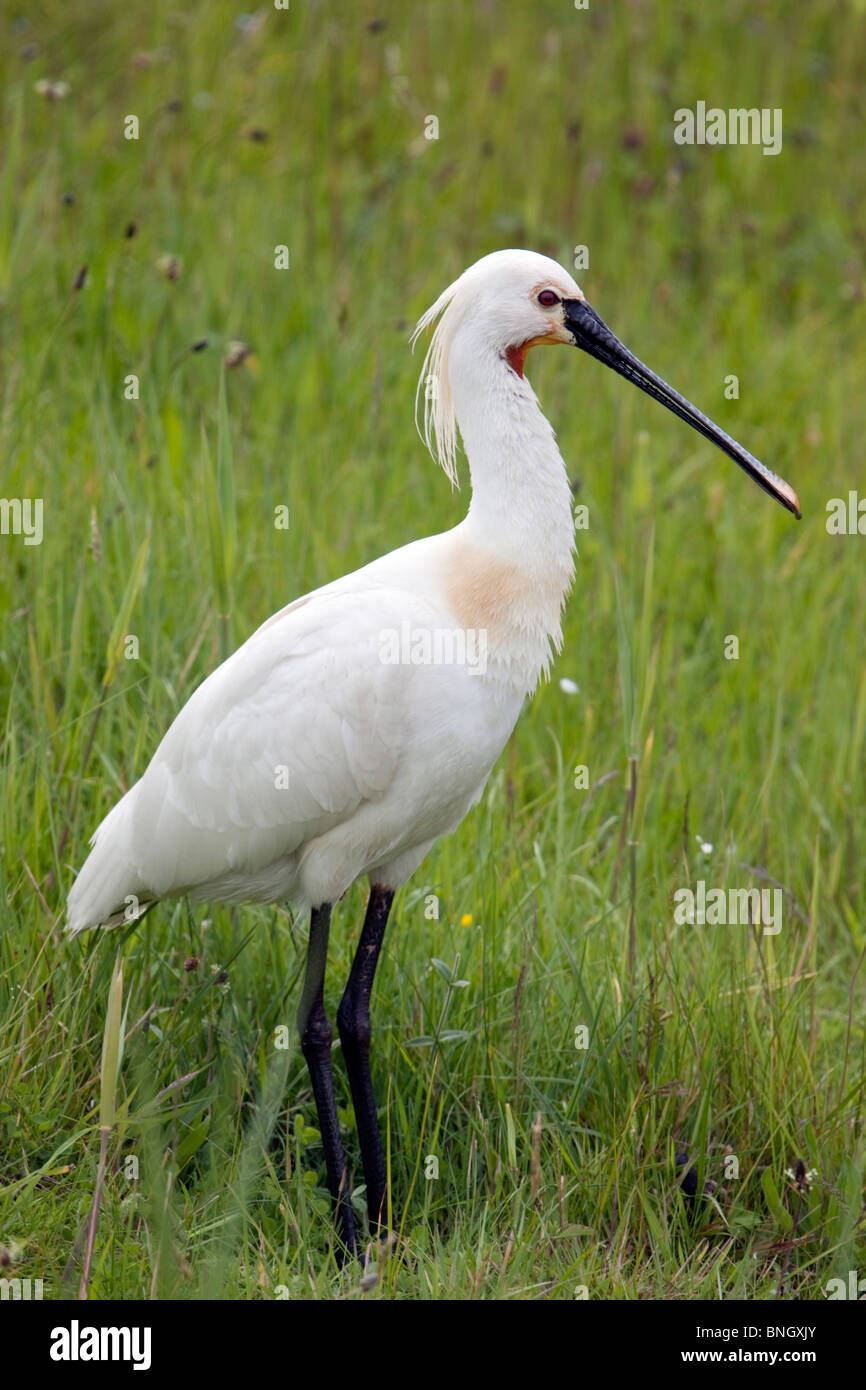 Löffler; Platalea Leucorodia; Texel; Niederlande Stockfoto