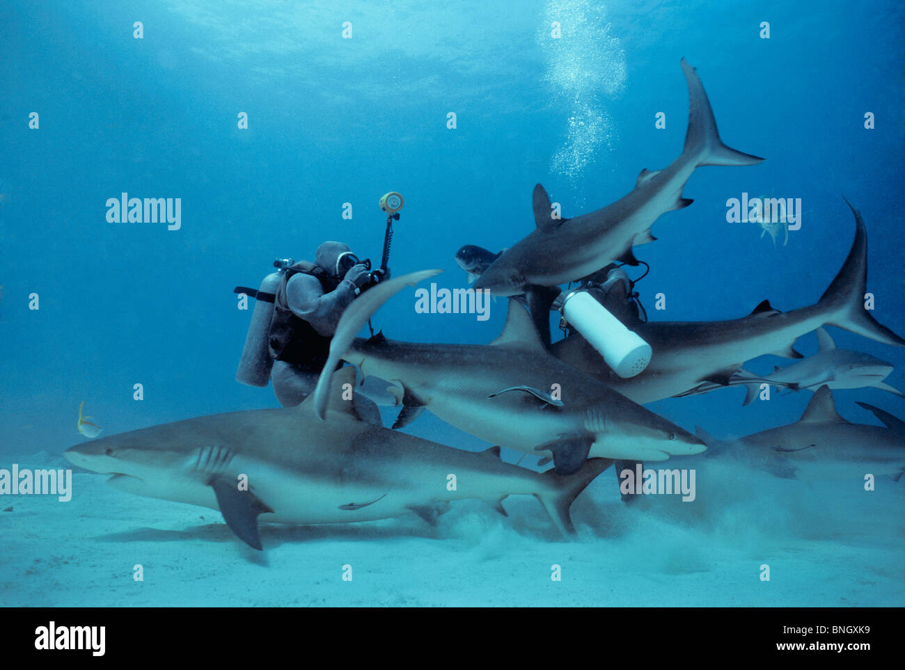 Fotografen fotografieren Auge des karibischen Riffhai (Carcharhinus Perezi), Bahamas - Karibik. Stockfoto