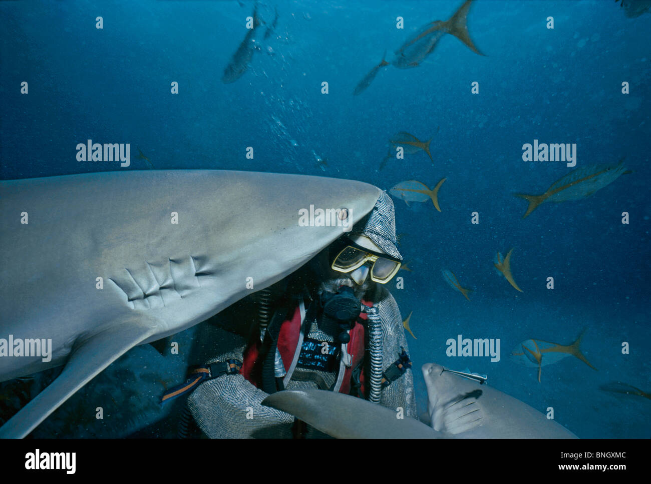 Hai-Handler feeds Karibische Riffhaie (Carcharhinus Perezi) mit Schulbildung Gelbschwanz Schnapper (Ocyurus Chrysurus), Bahamas Stockfoto