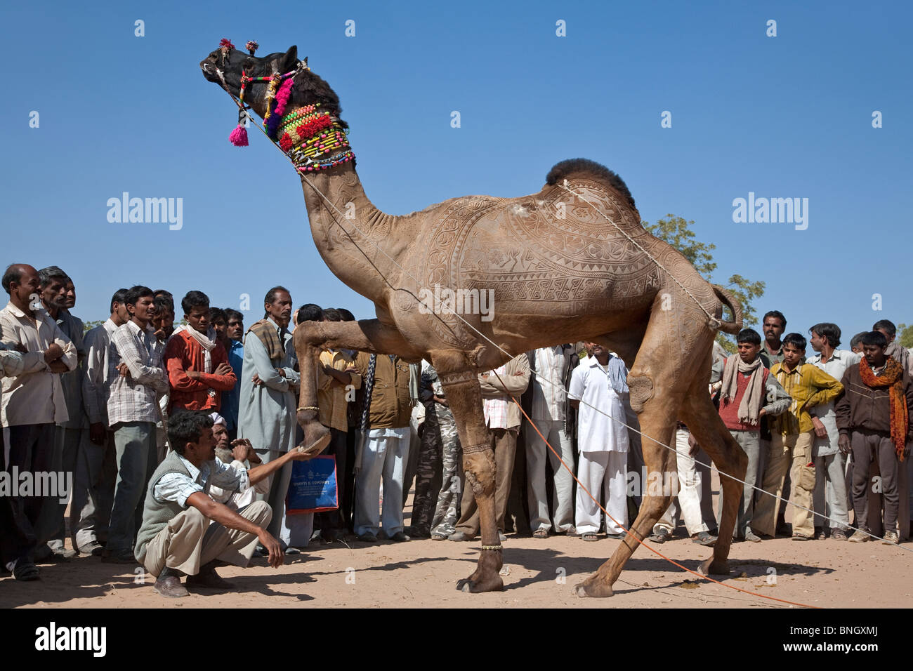 Kamel-Ausstellung. Nagaur Viehmarkt. Rajasthan. Indien Stockfoto
