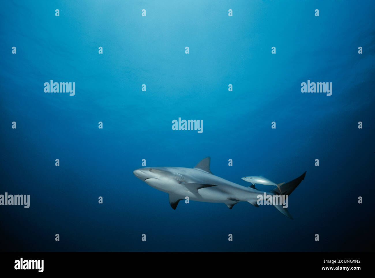 Karibischen Riffhai (Carcharhinus Perezi), Bahamas - Karibik. Stockfoto