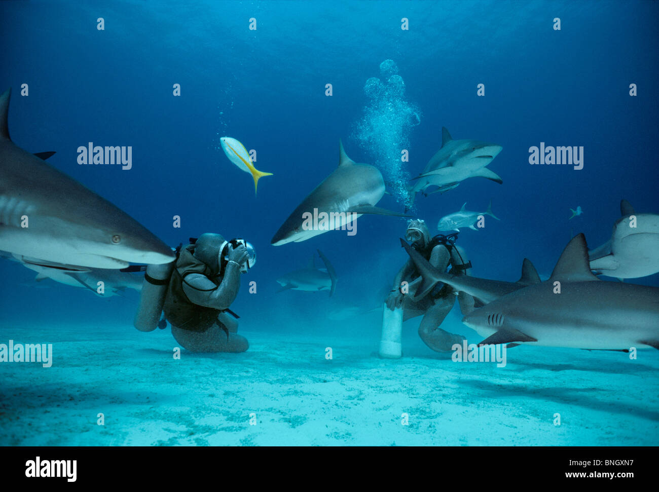 Fotografieren Karibische Riffhaie (Carcharhinus Perezi), Bahamas - Karibik. Stockfoto