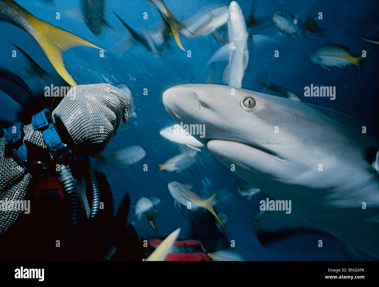 Hai-Handler feeds karibischen Riffhai (Carcharhinus Perezi) mit Schulbildung Gelbschwanz Schnapper (Ocyurus Chrysurus), Bahamas Stockfoto