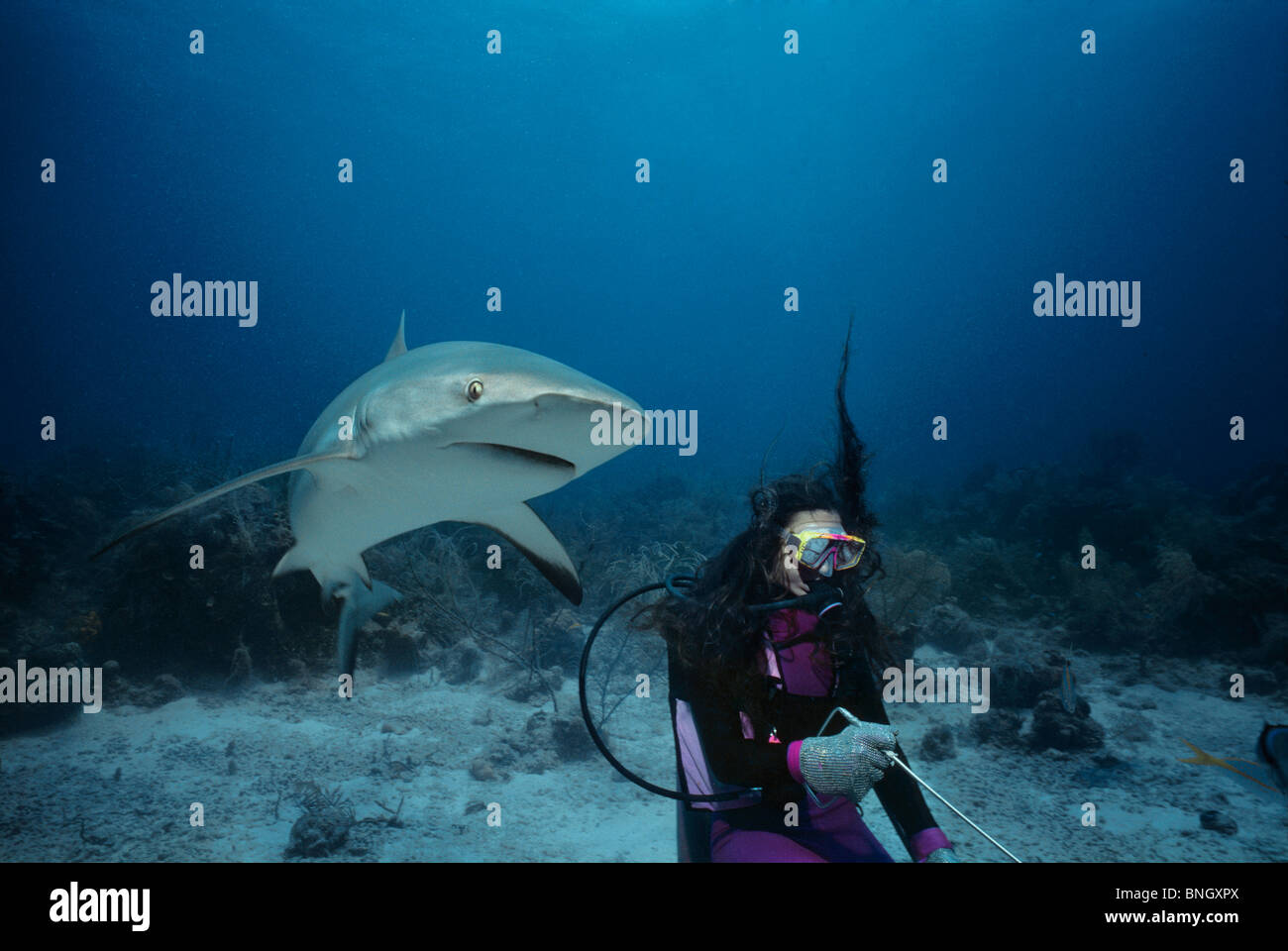 Hai-Handler feeds karibischen Riffhai (Carcharhinus Perezi), Bahamas - Karibik. Stockfoto