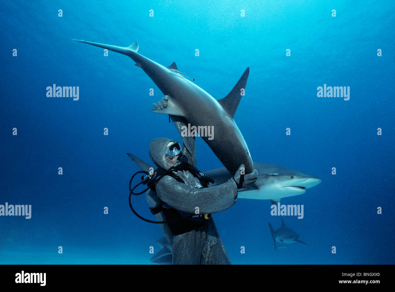 Karibischen Riffhai (Carcharhinus Perezi) in hypnotische Trance von Hai Handler, Bahamas - Karibik aufgehoben wird. Stockfoto
