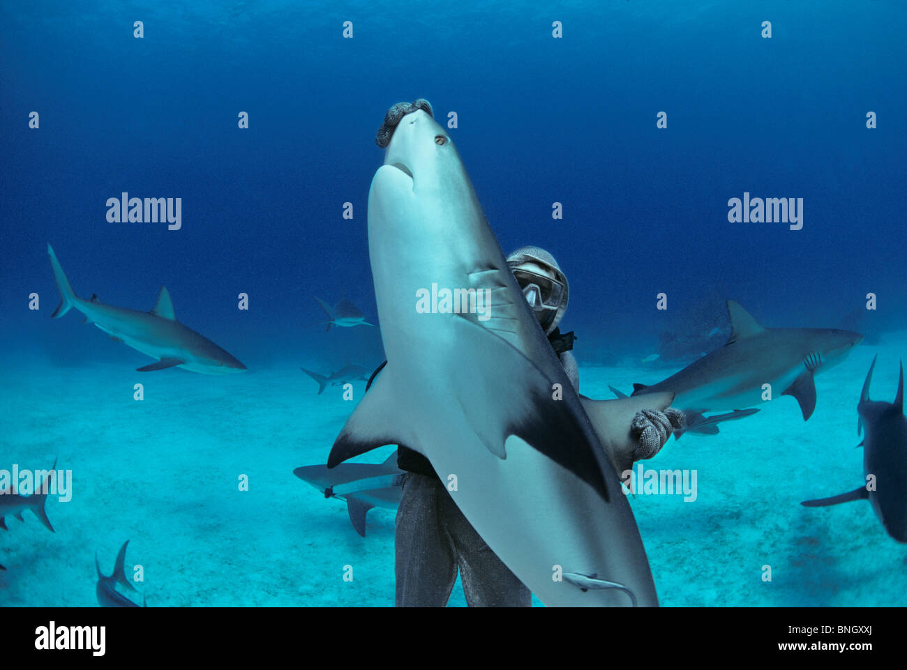 Karibischen Riffhai (Carcharhinus Perezi) in hypnotische Trance von Hai Handler, Bahamas - Karibik aufgehoben wird. Stockfoto