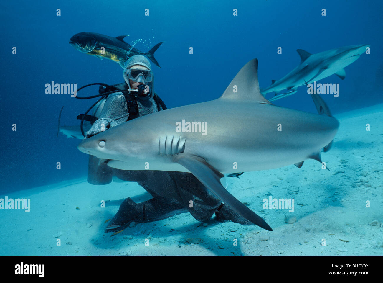 Hai-Handler in Kettenhemd Anzug feeds karibischen Riffhai (Carcharhinus Perezi), Bahamas - Karibik. Stockfoto