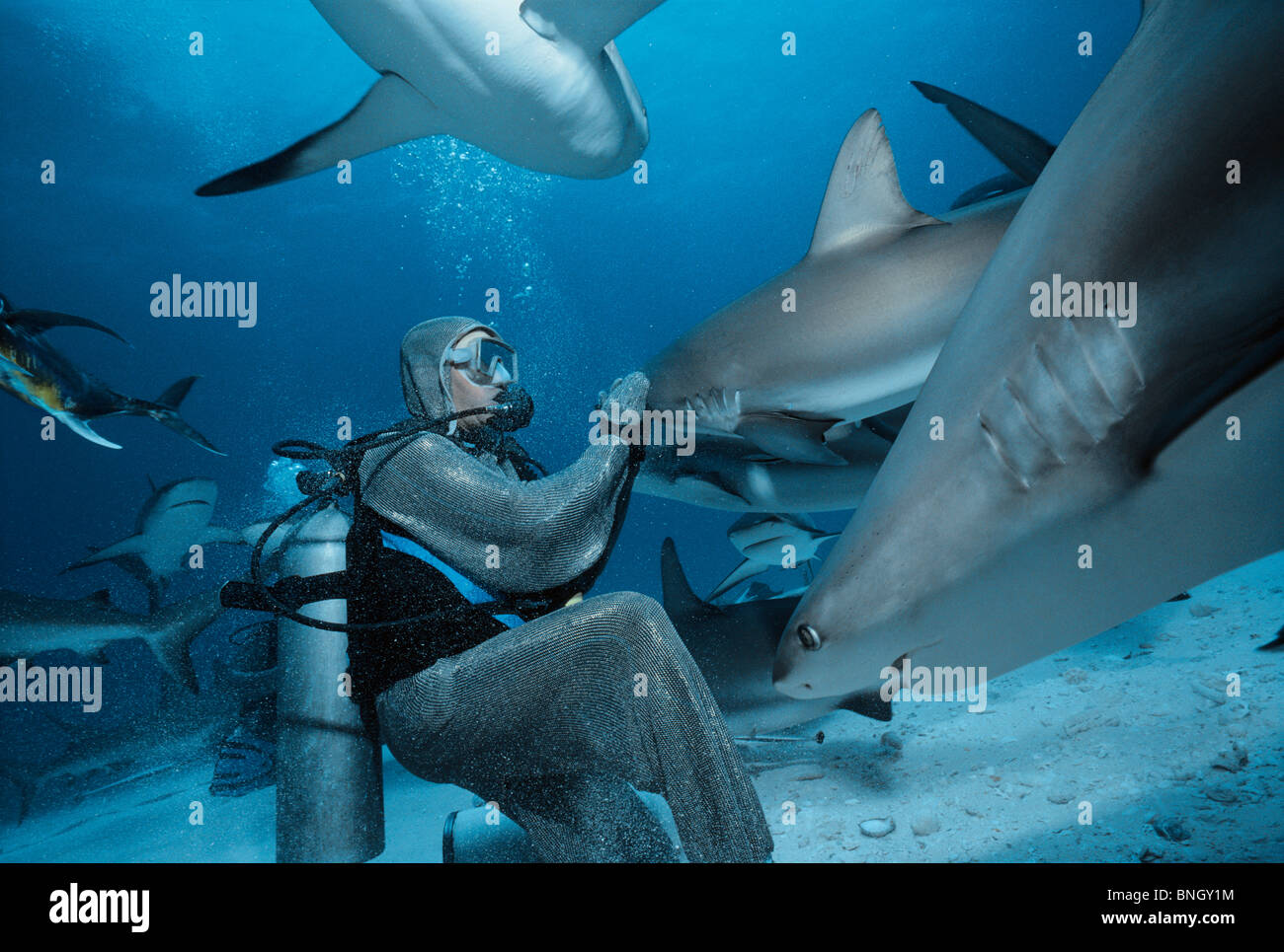 Hai-Handler feeds Karibische Riffhaie (Carcharhinus Perezi), Bahamas - Karibik. Stockfoto