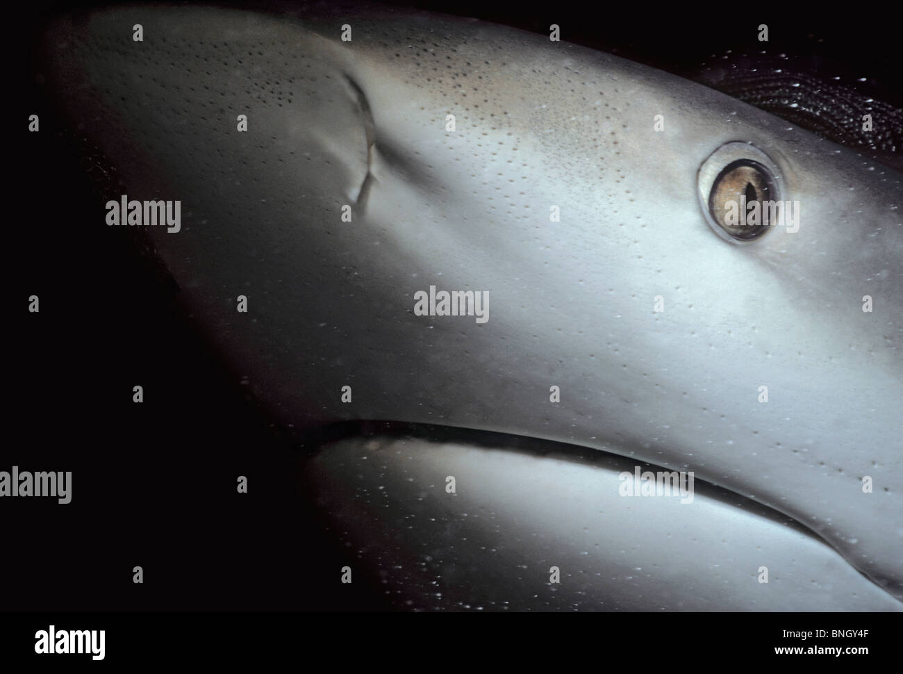 Karibischen Riffhai (Carcharhinus Perezi), Freeport, Bahamas - Karibik. Stockfoto