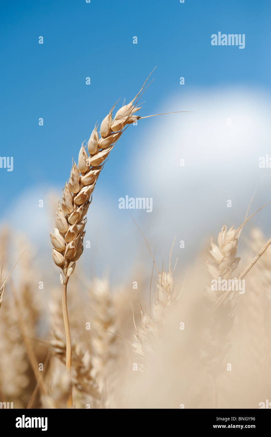 Triticum ästivum. Weizen in einem Feld in der englischen Landschaft Stockfoto