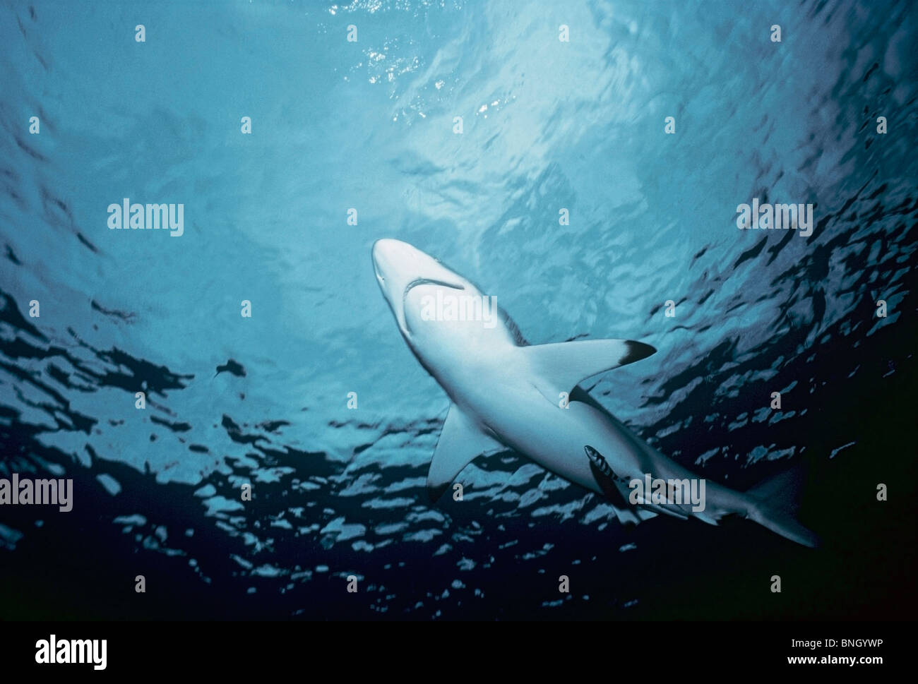 Ozeanische Schwarzspitzen Haie schwimmen zur Oberfläche, (Carcharhinus Limbatus), Cocos Island - Costa Rica Pazifik. Stockfoto