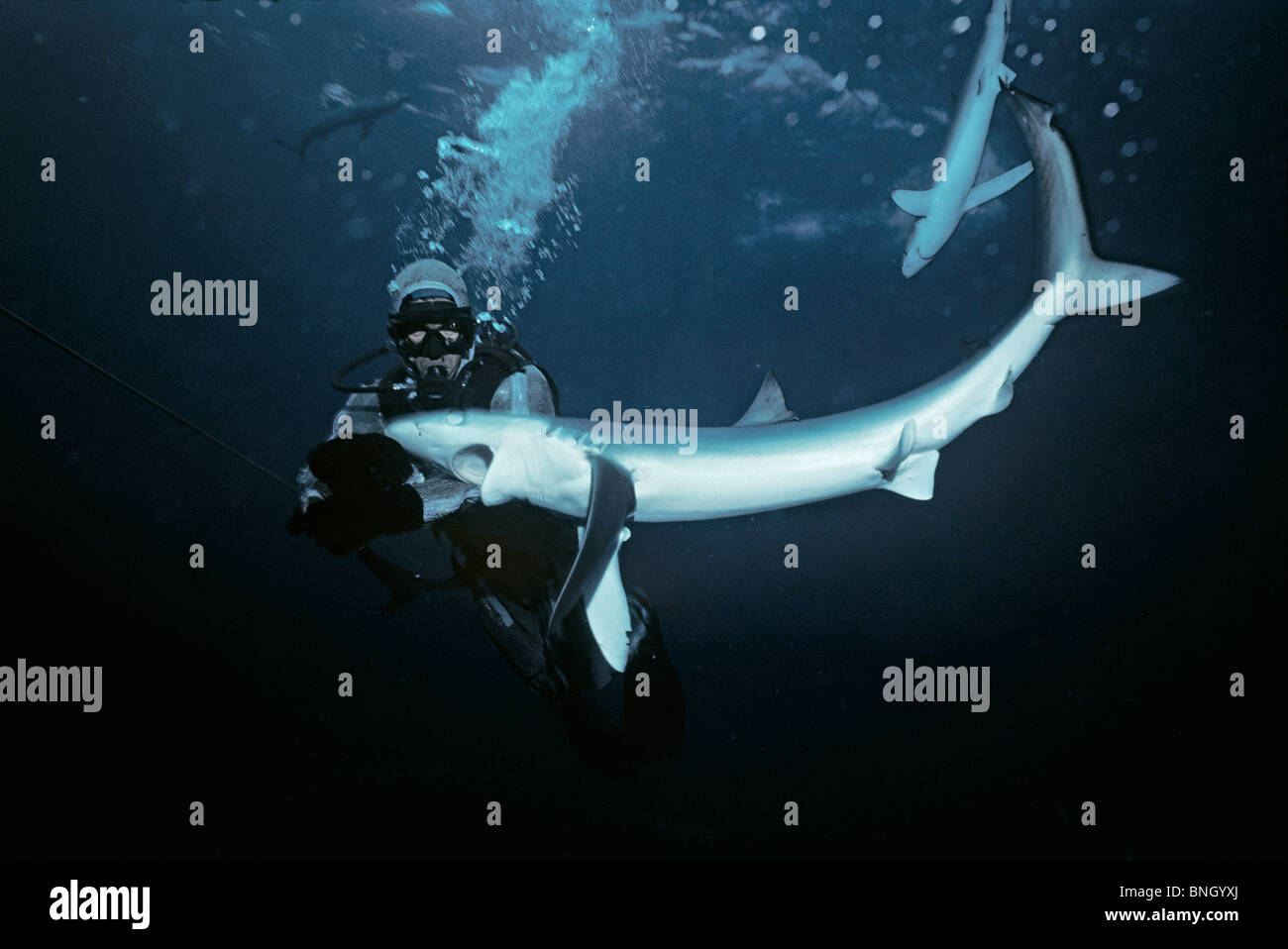 Taucher angegriffen Blauhai (Prionace Glauca), Kalifornien (USA) - Pazifischer Ozean. Stockfoto