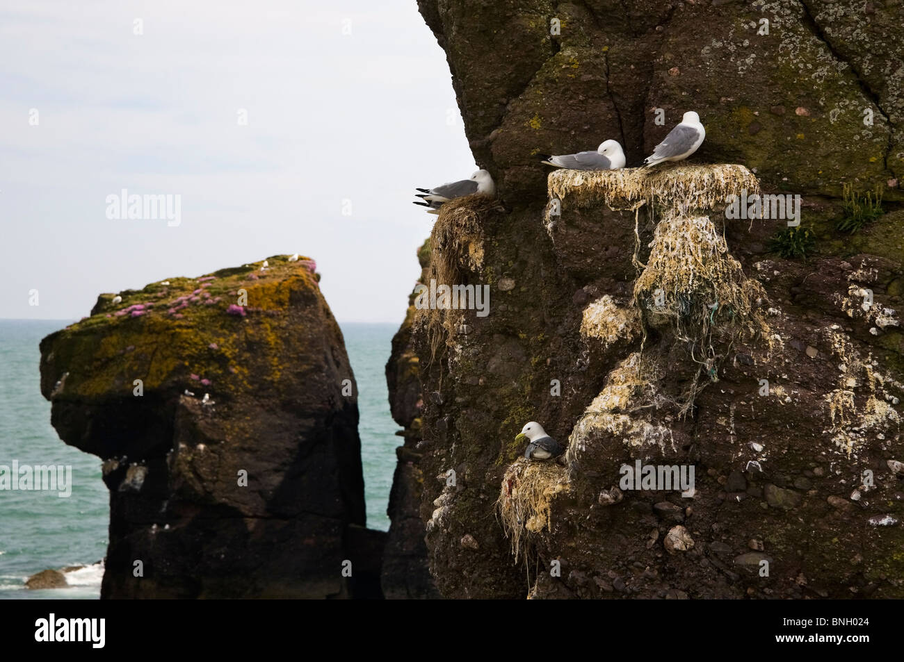 Nisten Dreizehenmöwen, Dunmore East, Grafschaft Waterford, Irland Stockfoto