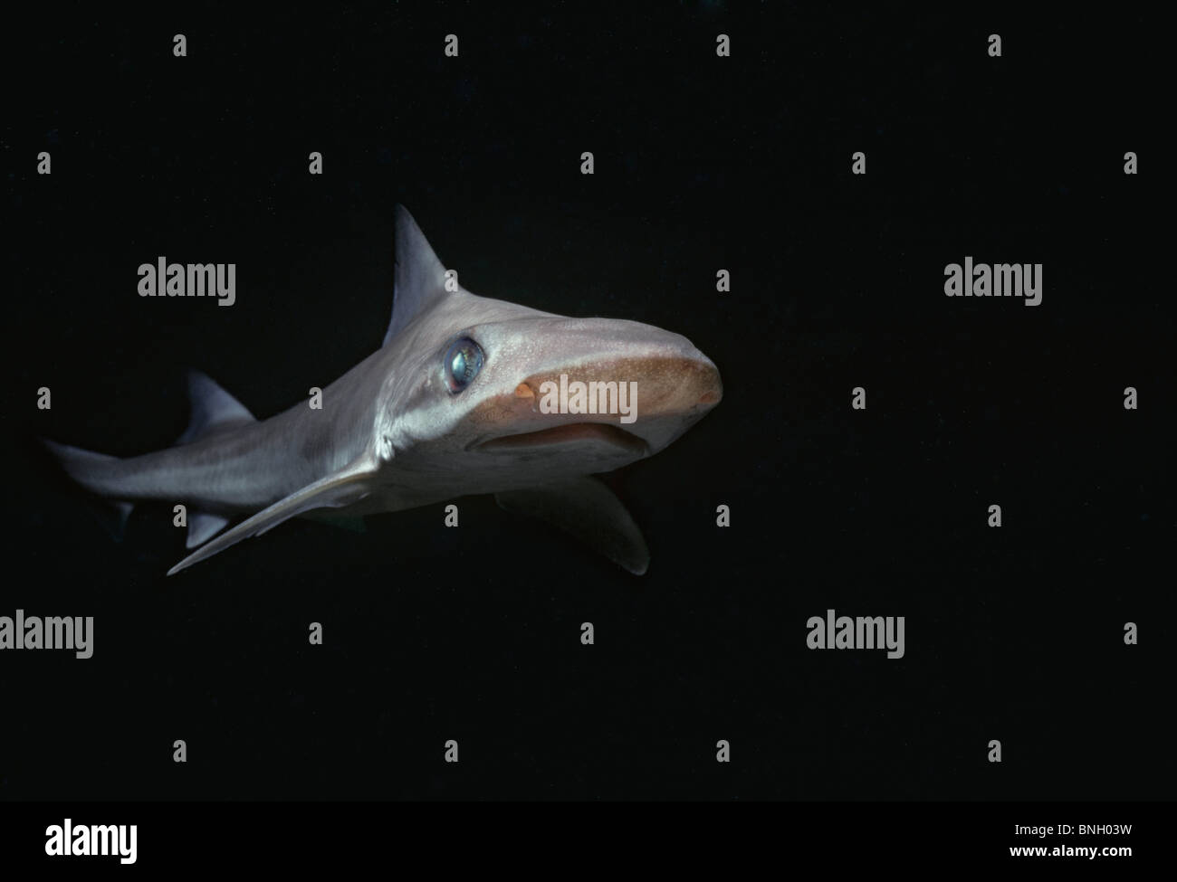BigEye Hound Hai (Iago Omanensis), tiefes Wasser Hai, Golf von Aqaba - Rotes Meer. Stockfoto