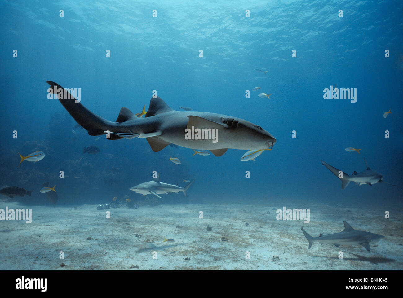 Ammenhai (Ginglymostoma Cirratum) schwimmen mit Haien und Riff Fischen, Bahamas - Karibik. Stockfoto