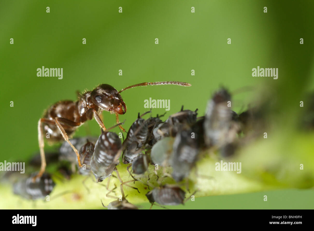 Schwarzen Garten Ameisen (Lasius Niger) tendenziell schwarze Bohne Blattläuse (Aphis Fabae) Stockfoto