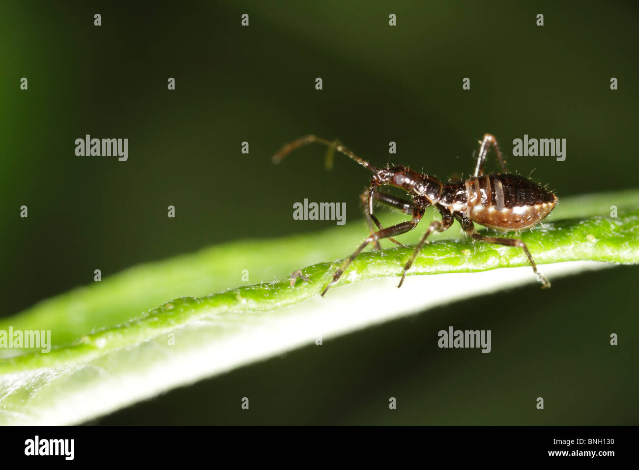 Himacerus Apterus, der Baum Damsel Bug. Dies ist ein Fehler, der sich von anderen Insekten ernährt. Dies ist eine Larve. Stockfoto