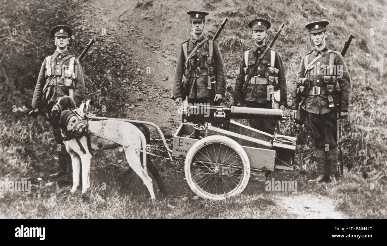 Britische Armeesoldaten mit Hunden, um eine Maschinengewehr im ersten Weltkrieg zu ziehen. Stockfoto