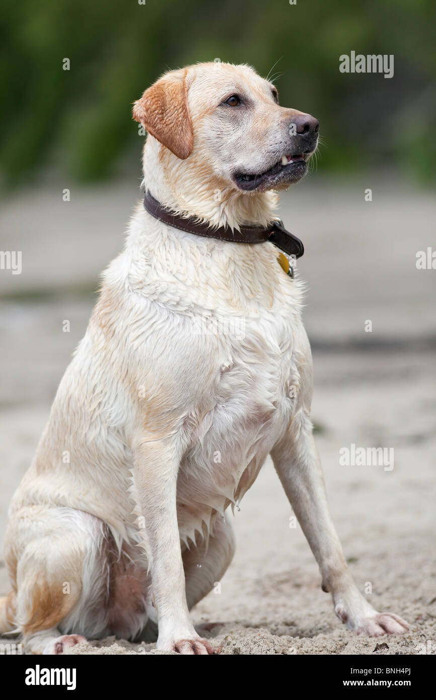 Portrat Von Ein Nass Erwachsene Mannliche Gelbe Labrador Retriever Sitzt An Einem Strand Hecla Island Provincial Park Manitoba Kanada Stockfotografie Alamy