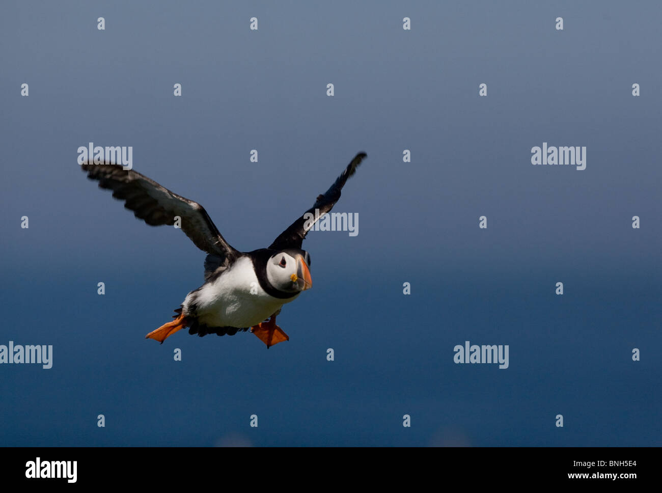 Ein Papageientaucher fliegen in der Nähe von Inner Farne, Farne Islands, Northumberland, UK Stockfoto