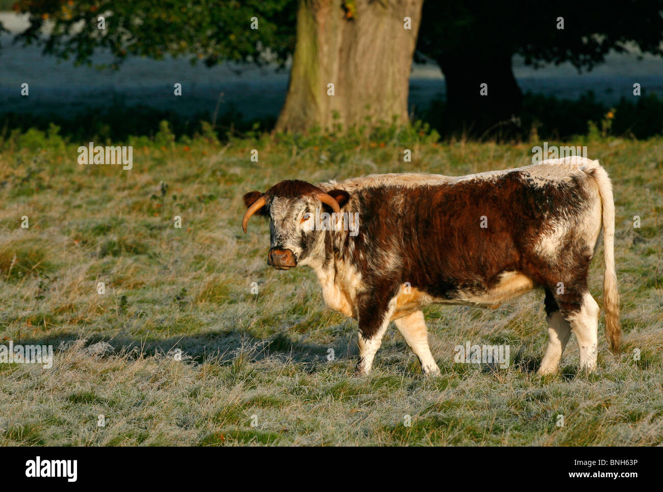 English Longhorn-Rinder Stockfoto