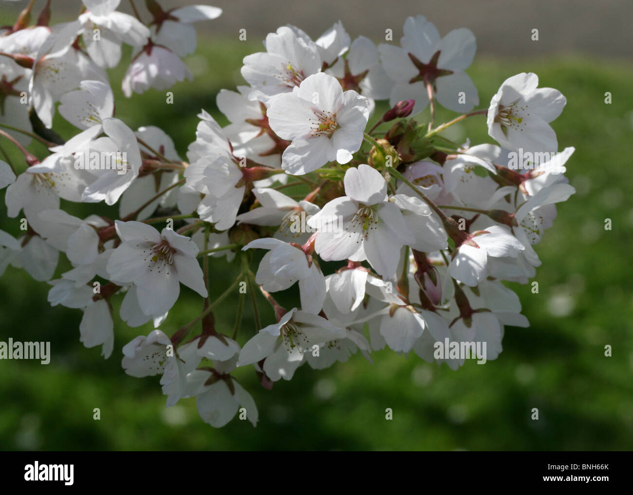 Yoshino blühenden Kirsche, Prunus X yedoensis, Rosengewächse, Japan Stockfoto