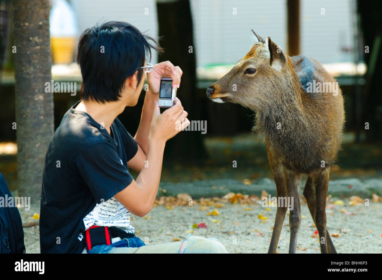 Touristen fotografieren eine Miyajima Hirsch, Miyajima, Honshu, Japan Stockfoto