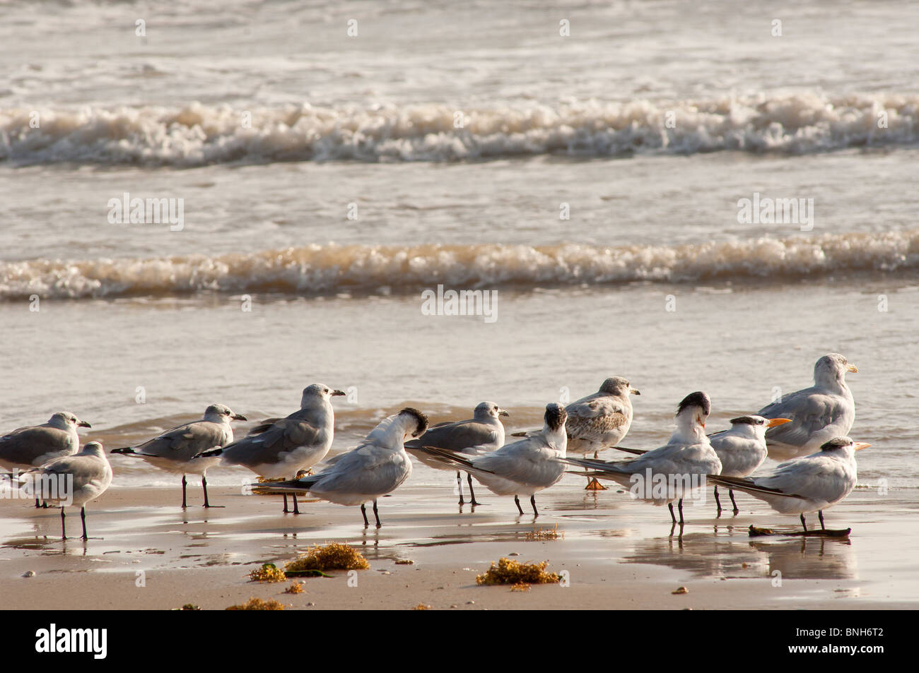 Texas, Padre Island. Watvögel im Padre Island National Seashore. Stockfoto