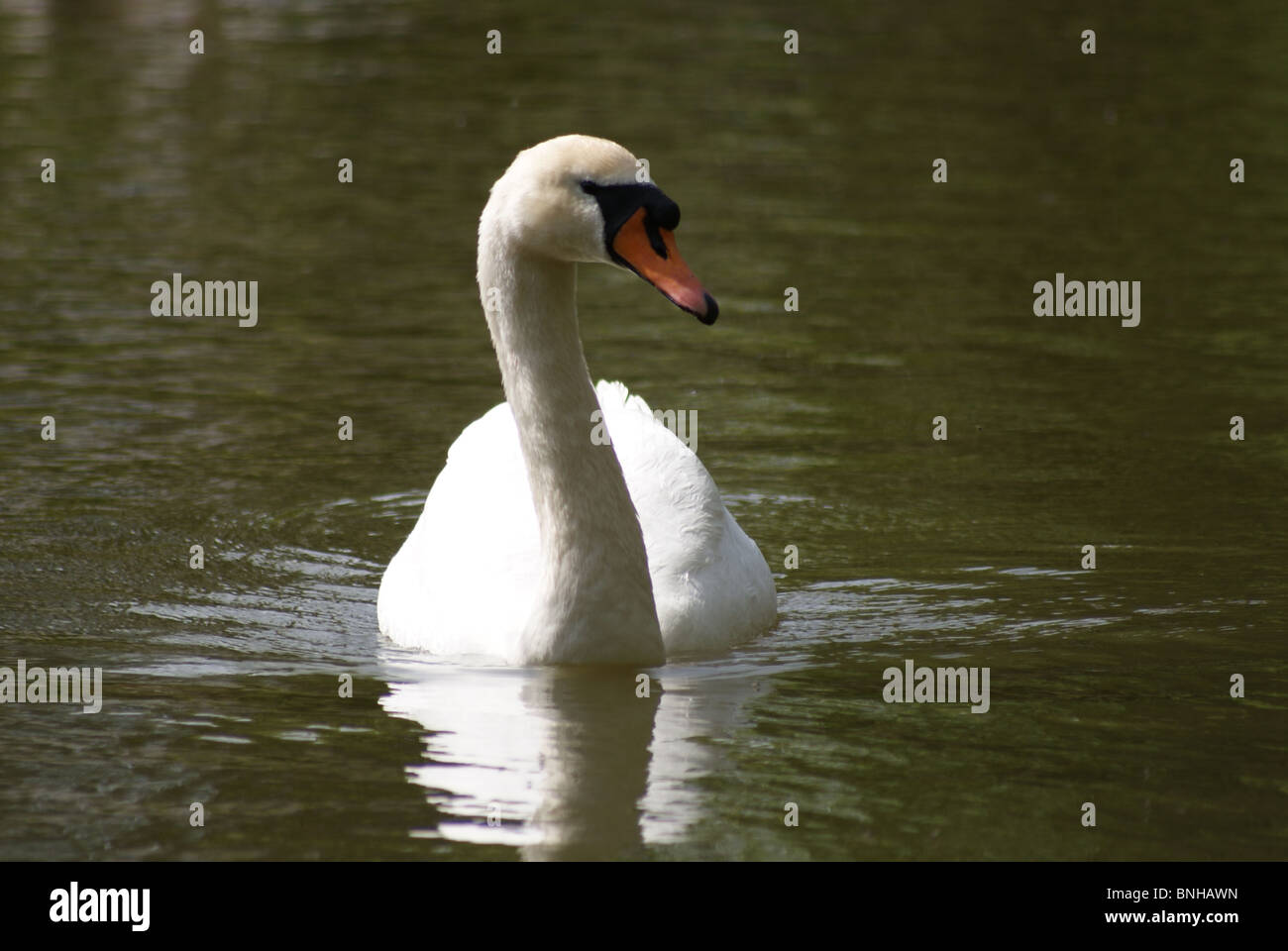 Männliche Schwan Stockfoto