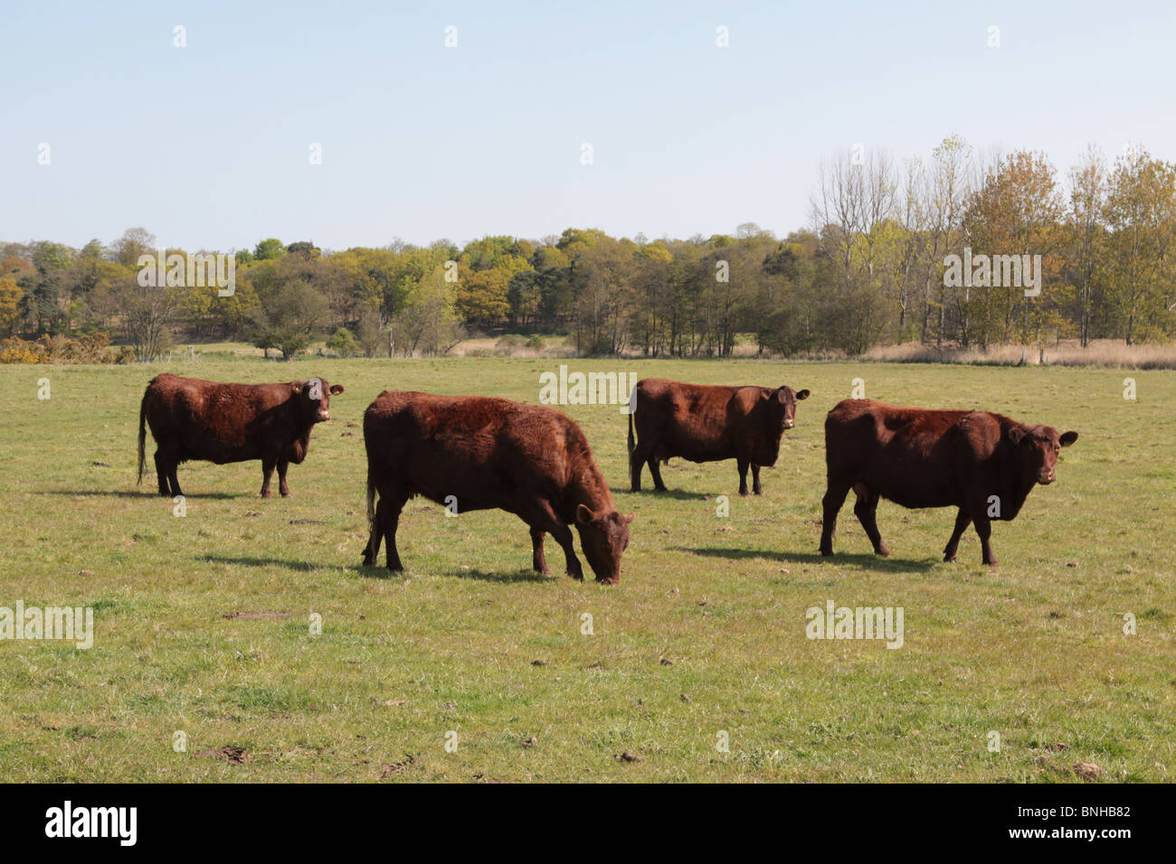 Braune Kühe in einem Feld in Suffolk. Stockfoto