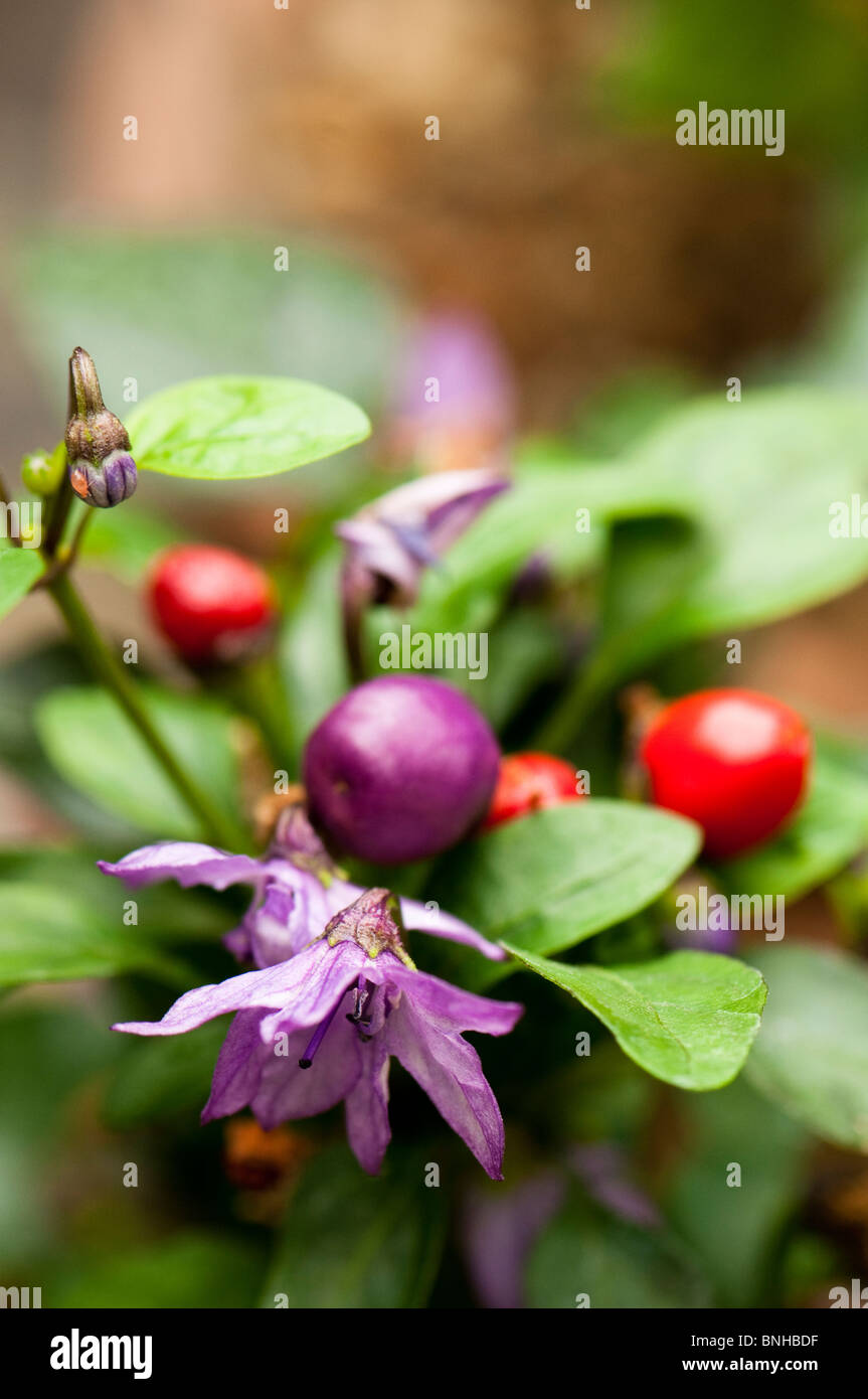 Capsicum Annuum Var Annuum "Aurora" auf der Chelsea Physic Garden, London Stockfoto