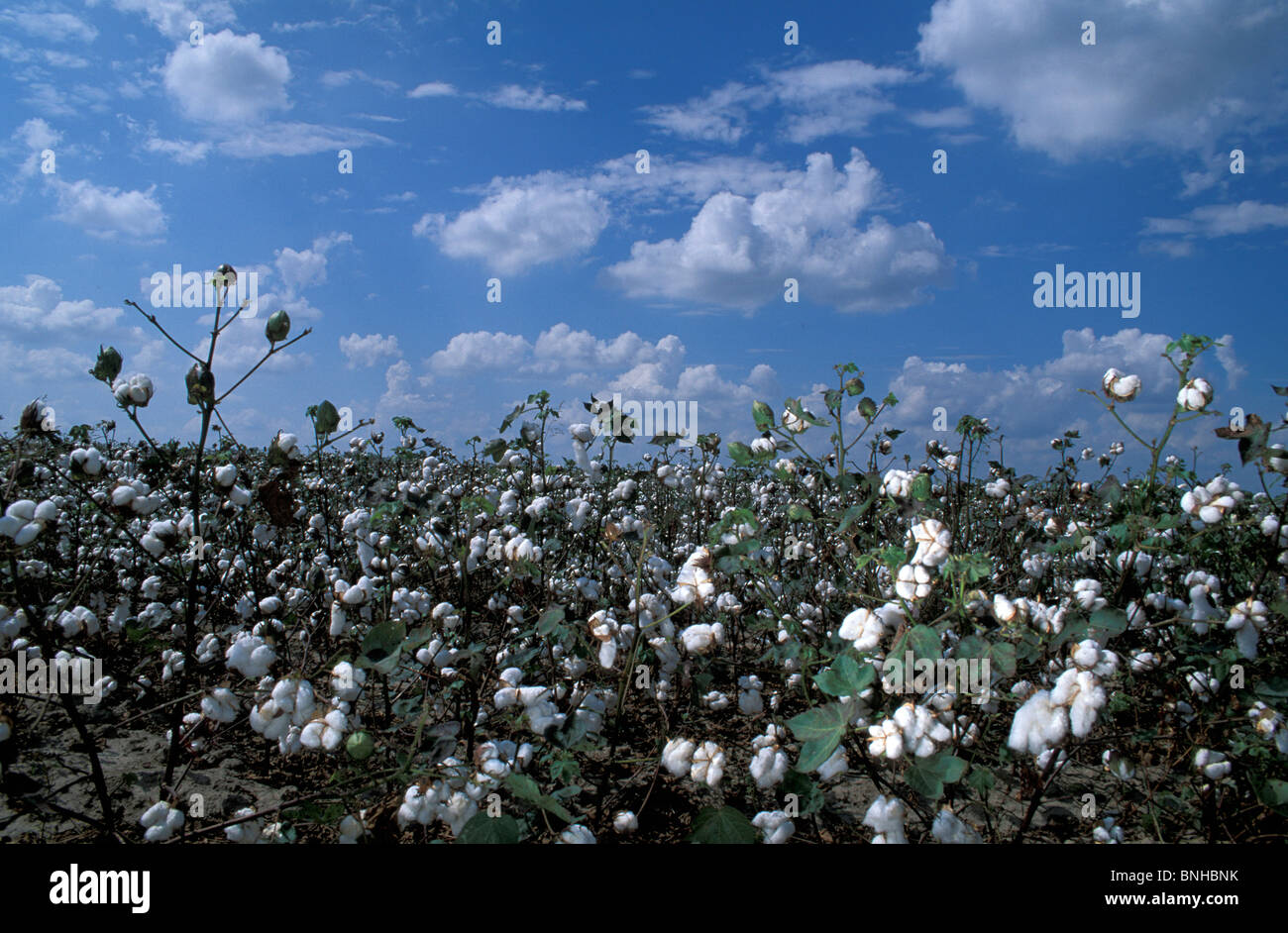 USA in der Nähe von Clarksdale Mississippi Baumwolle Feld