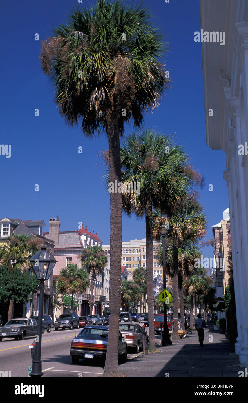 USA-Charleston South Carolina Stadt Palm Bäume Palmen Straße Street Cars Vereinigte Staaten von Amerika Stockfoto