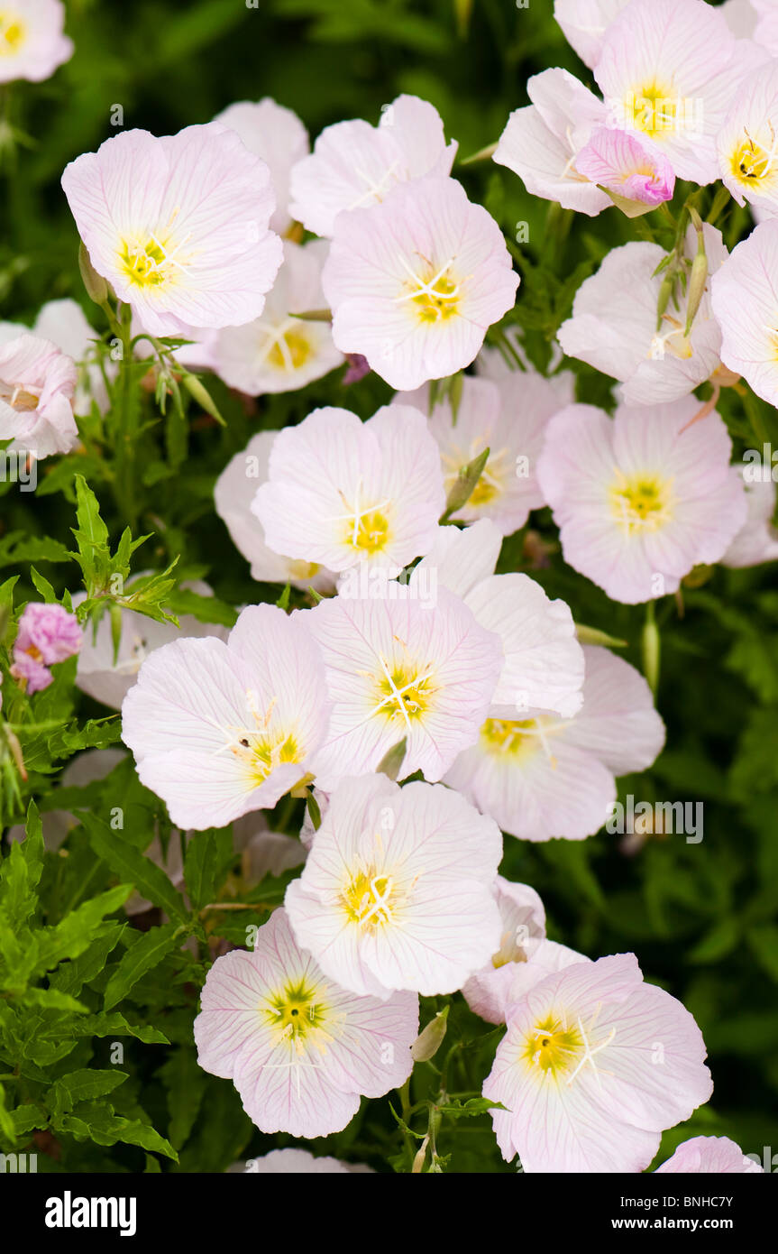 Oenothera Speciosa Blume in Chelsea Physic Garden, London Stockfoto