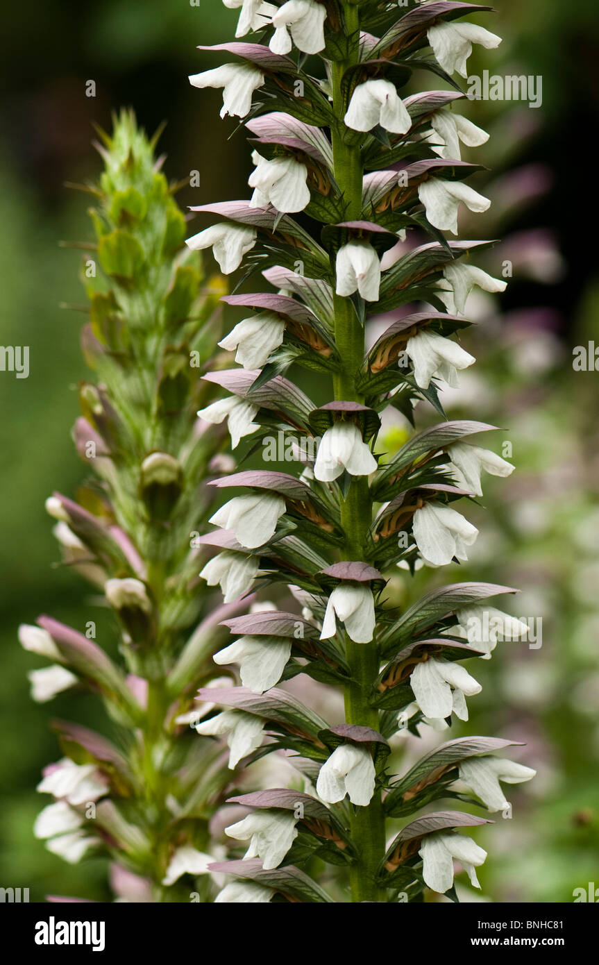 Acanthus Spinosus, Bär der Reithose, in Chelsea Physic Garden, London Stockfoto