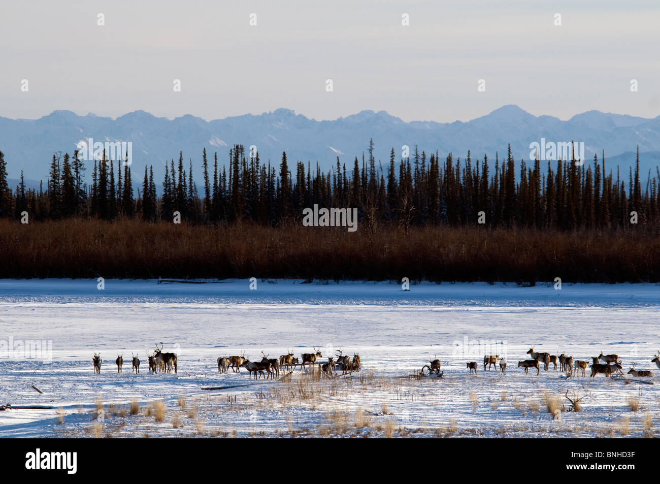 Karge Boden Caribou Rangifer Tarandus Groenlandicus USA Nordamerika Alaska Natur Natur wilde Tiere Tier Nelchina Stockfoto