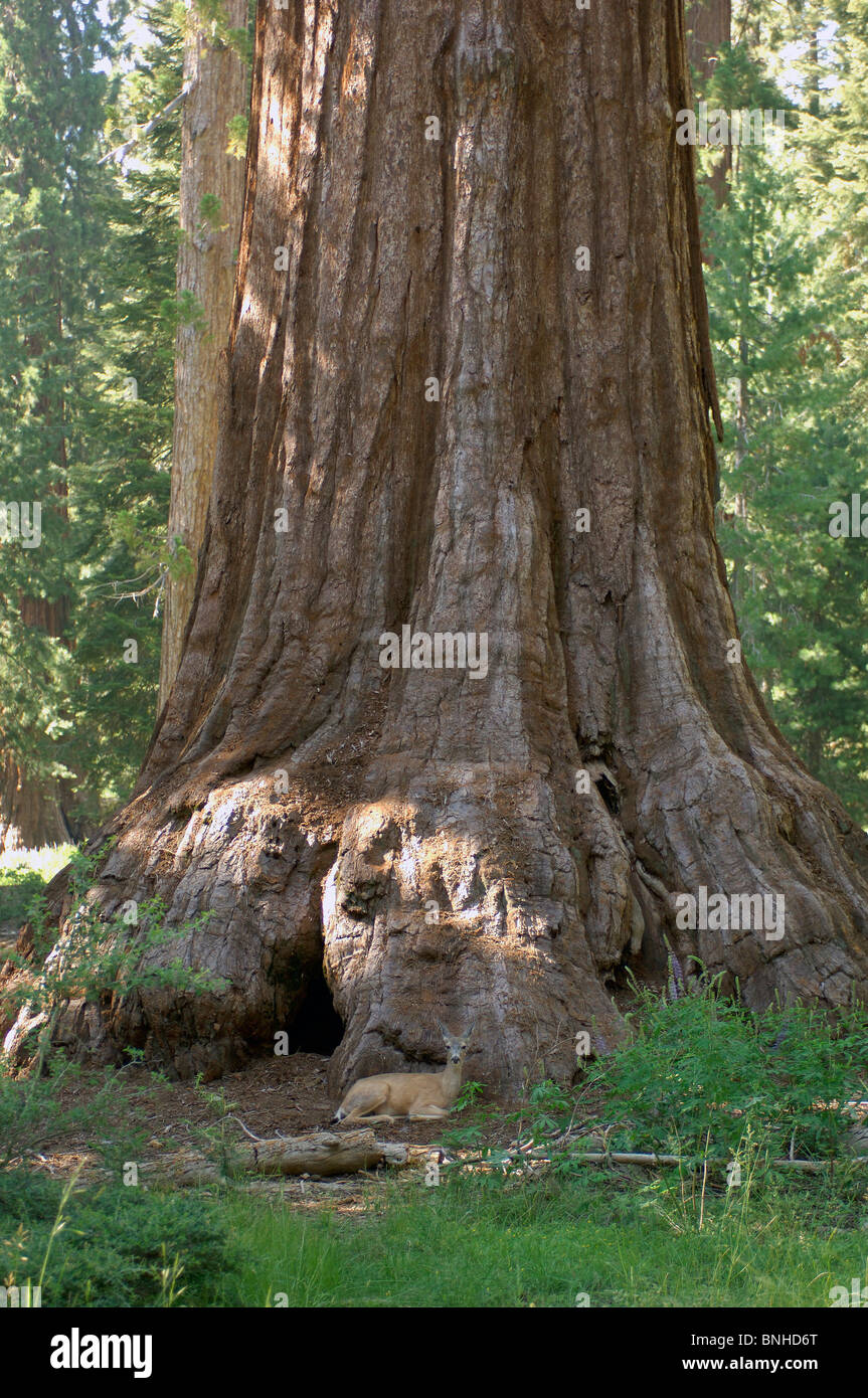 USA California Redwood Tree Mariposa Grove Yosemite National Park Hirsche Tiere Wald Natur Stamm Vereinigte Staaten von Amerika Stockfoto